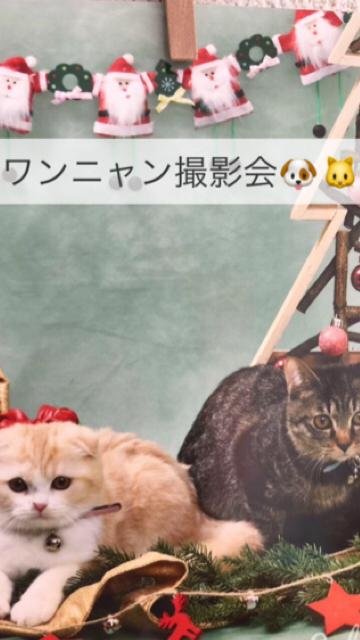 おススメ♪♪ワンニャン撮影会