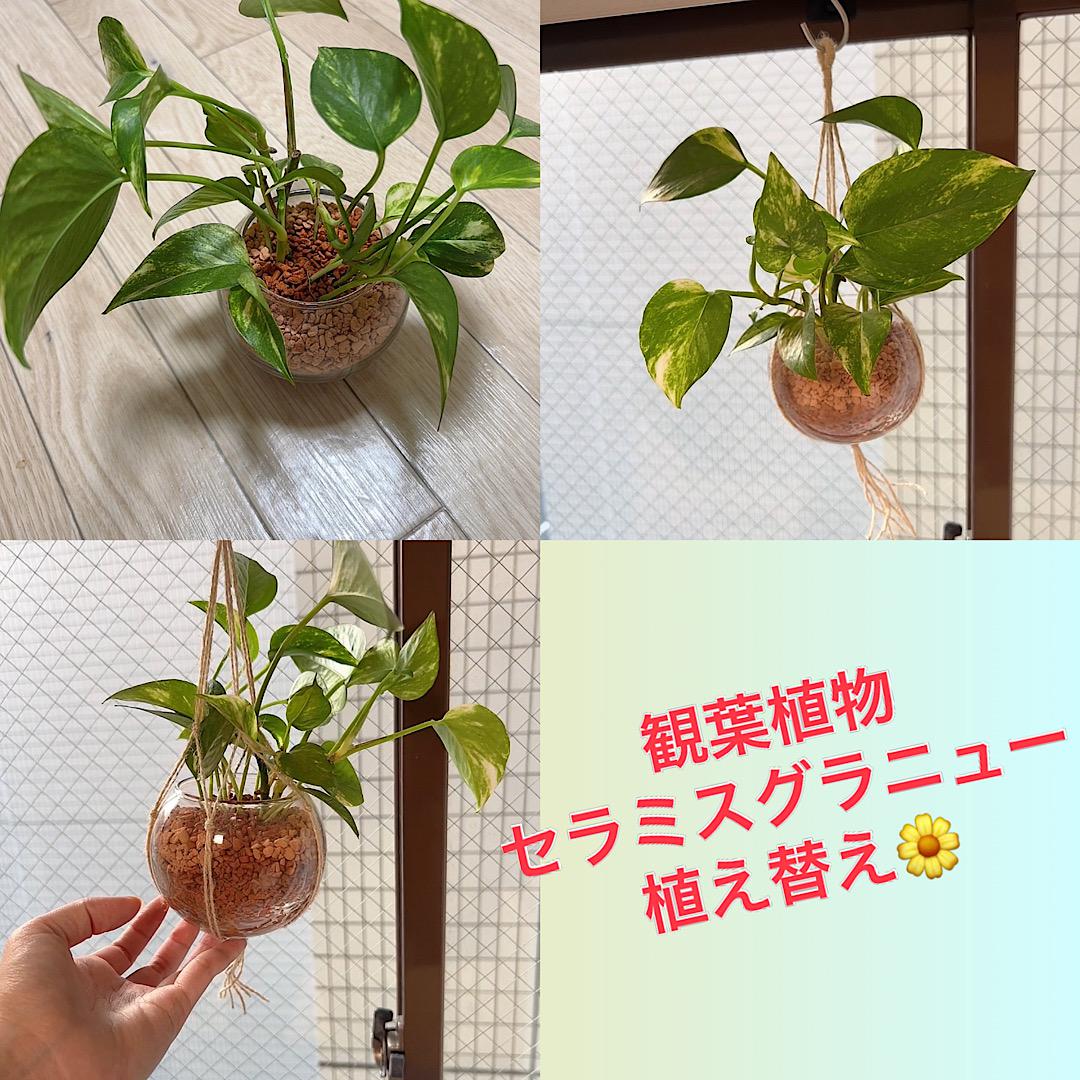 観葉植物をセラミスグラニューに植え替え♡