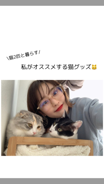 猫2匹と暮らす私がオススメする猫グッズ3選 C Channel