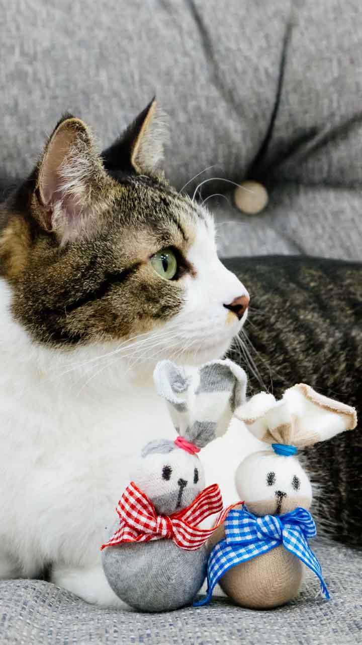 ねこ飼いさん必見!! くつ下で簡単うさちゃん人形