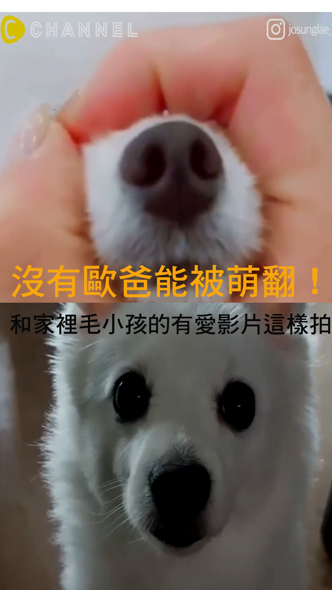 沒有歐爸也能被萌翻！和家裡毛小孩的有愛影片這樣拍