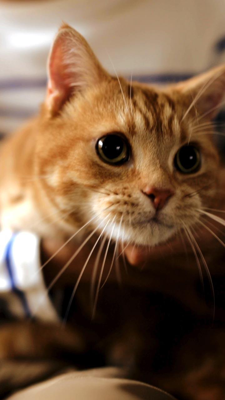 にゃんこめし発売中！