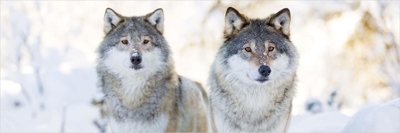 動物占い 狼の性格や恋愛傾向 落とし方と恋愛相性